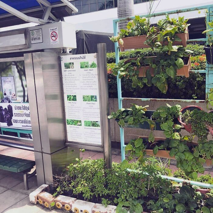 This is a Bus Stop In Bangkok.  Each Side Of The Stop Has A Small Garden With Essential Culinary Herbs Like Basil, Watercress, And Lemongrass