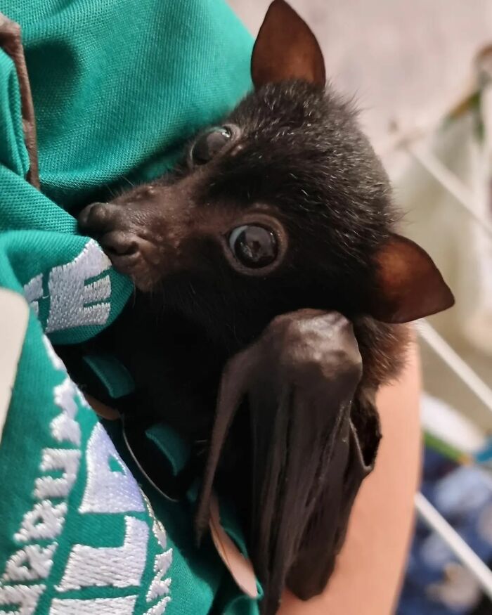 Meet Rhi Batty, A Wildlife Vet Nurse who dedicates her time to helping Baby Bats in Need