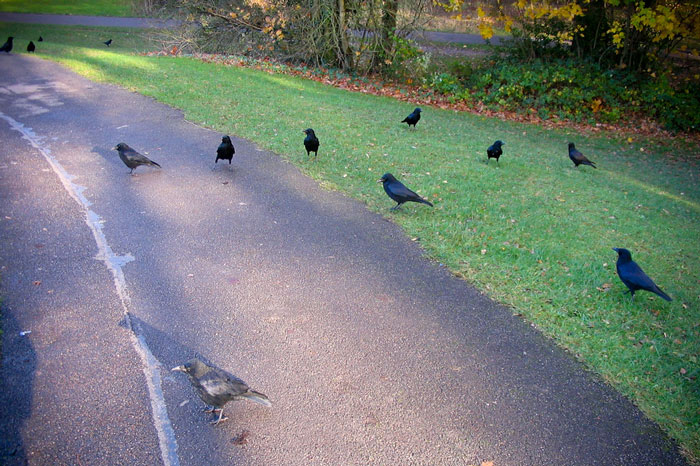 Real-Life Disney Princess Befriends Crow Who Even Takes Her Children To One Of Their Meetings