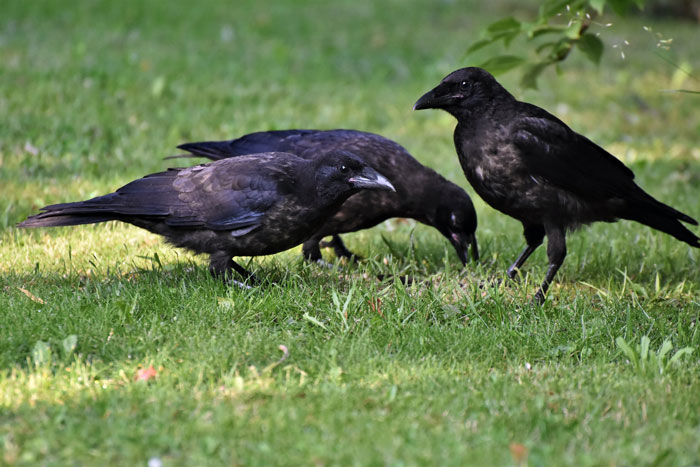 Real-Life Disney Princess Befriends Crow Who Even Takes Her Children To One Of Their Meetings