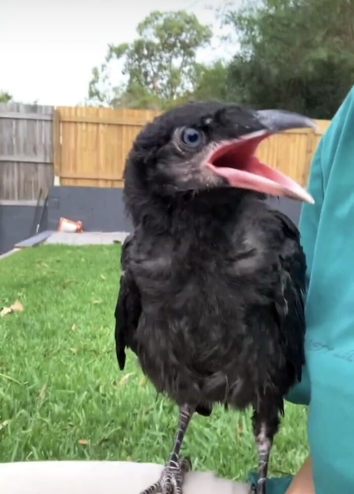 Extraordinary Story Of A Rescued Baby Raven Loving Her New Mother