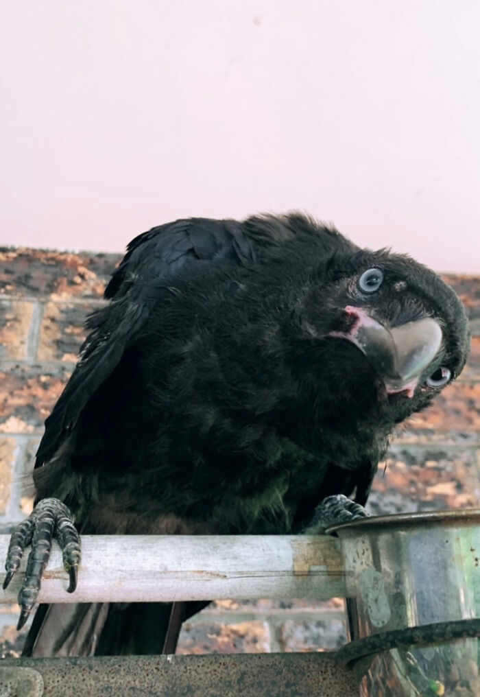 Extraordinary Story Of A Rescued Baby Raven Loving Her New Mother