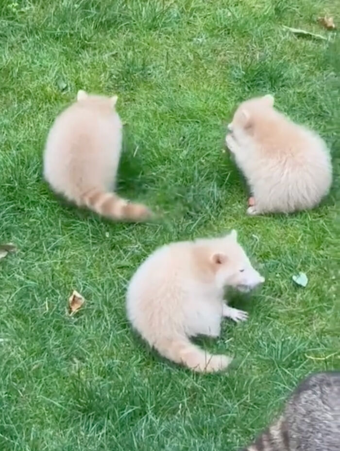 Watch Mama Raccoon Bring Albino Babies to Her Favorite People