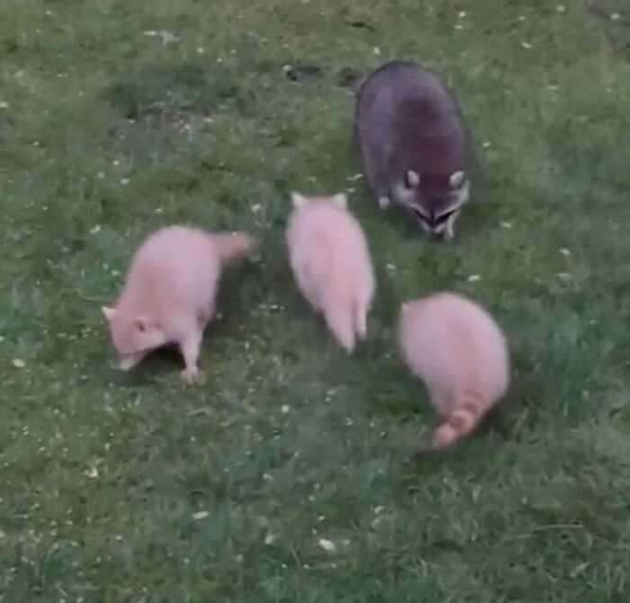 Watch Mama Raccoon Bring Albino Babies to Her Favorite People