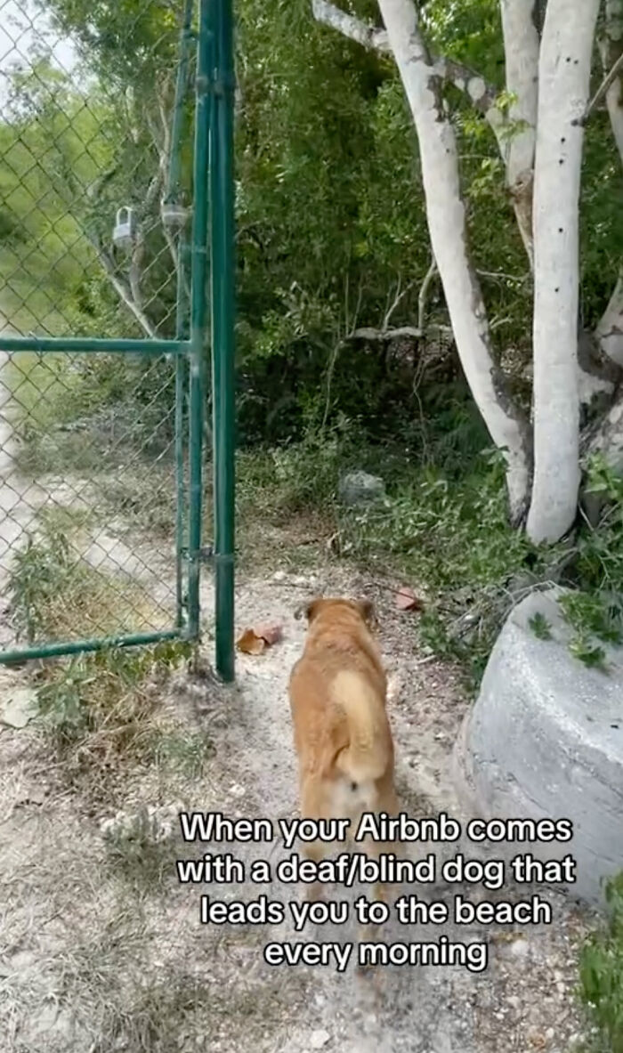 Blind And Deaf Dog Guides Airbnb Guests To The Beach