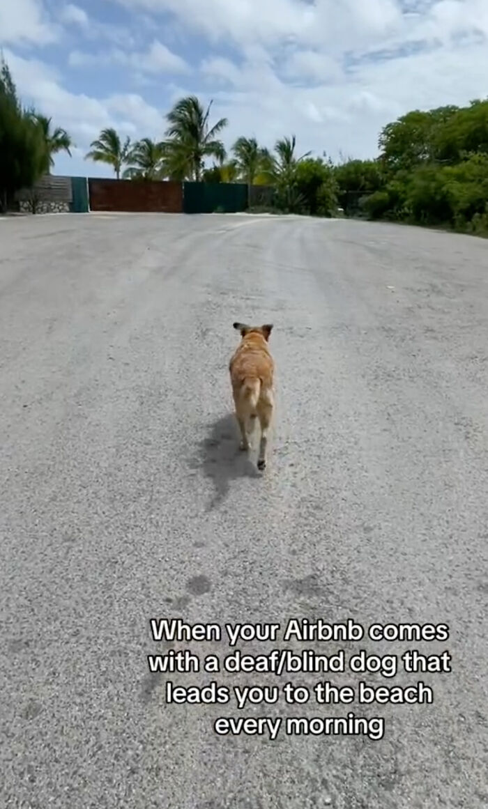Blind And Deaf Dog Guides Airbnb Guests To The Beach