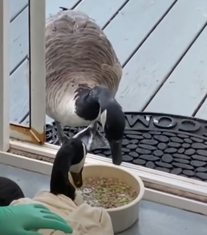 Goose Clings to Clinic Door to Comfort Wounded Partner