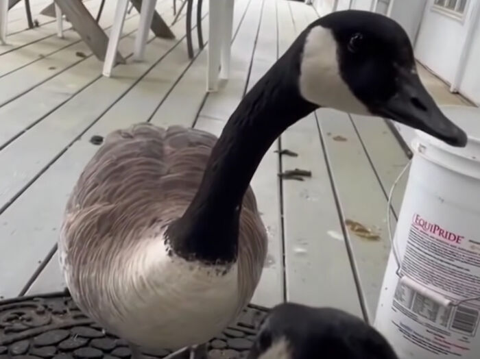 Goose Clings to Clinic Door to Comfort Wounded Partner