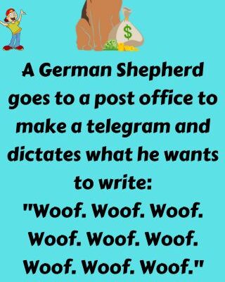 A German Shepherd goes to a post office
