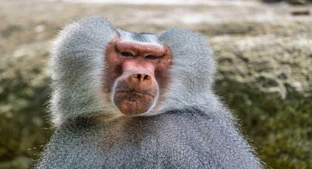 Funny Joke Baboon That Could Talk 1 - Funny Joke ‣ Baboon That Could Talk