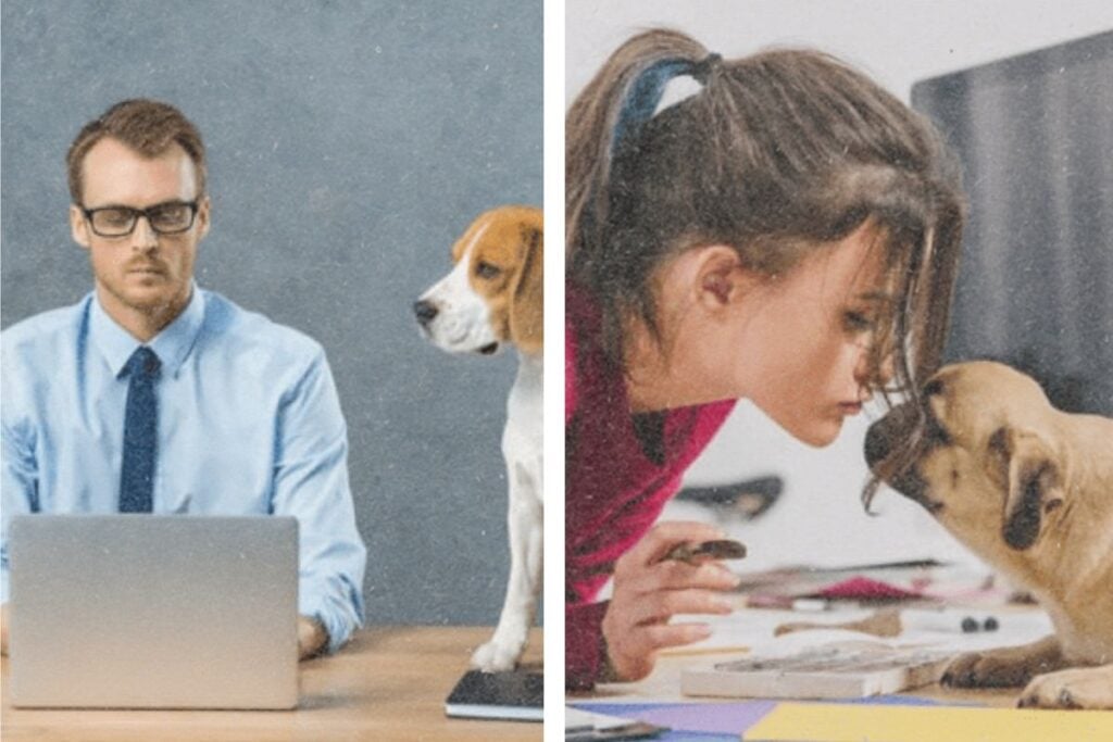 Essential Tips for Bringing Your Dog to Work: Do’s and Don’ts