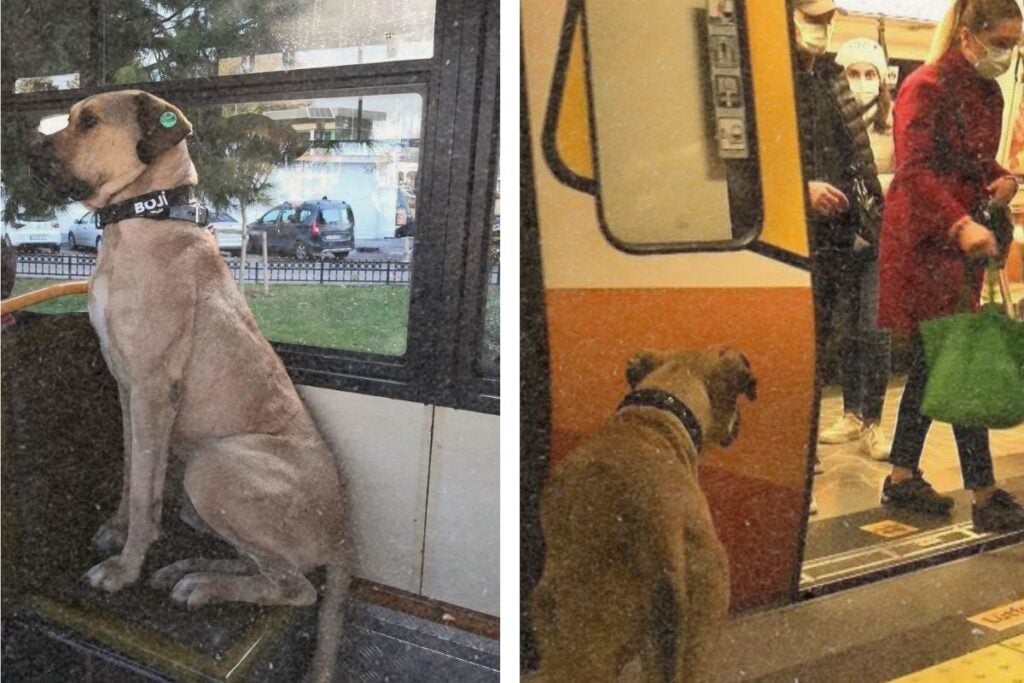 Dog Rides Subway Daily: Authorities Place Tracker to Monitor Routine