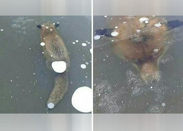 Fox Frozen In Time