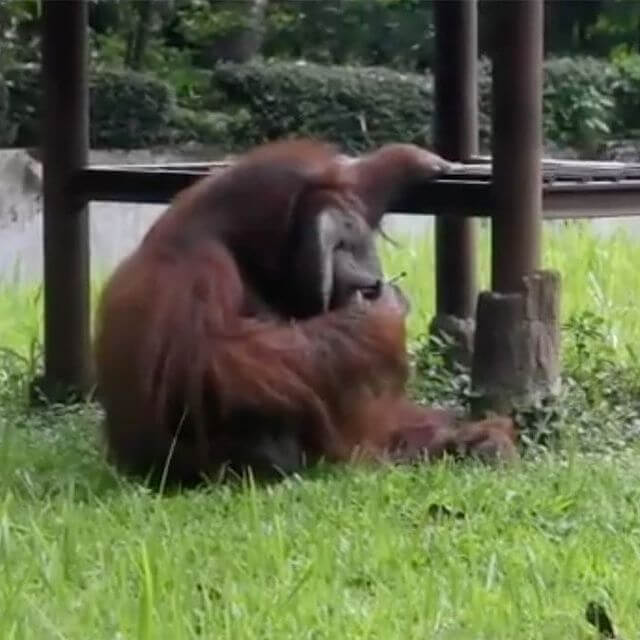 This Orangutan Has Bad Habits