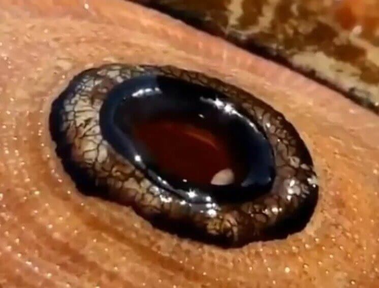 This Mollusca Looks Like the Evil Eye