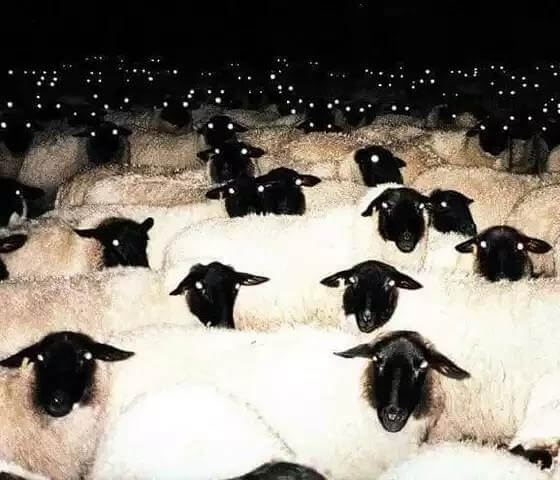 Counting These Sheep Is More Likely to Keep You Awake