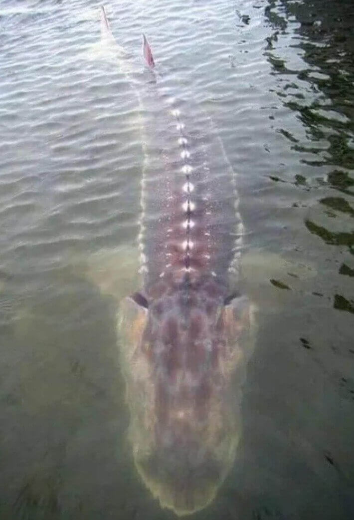 Is It A Reptile? Is It A Giant Fish? Guess We'll Never Know