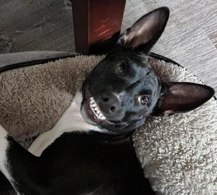 Dog Says Cheese for the Camera