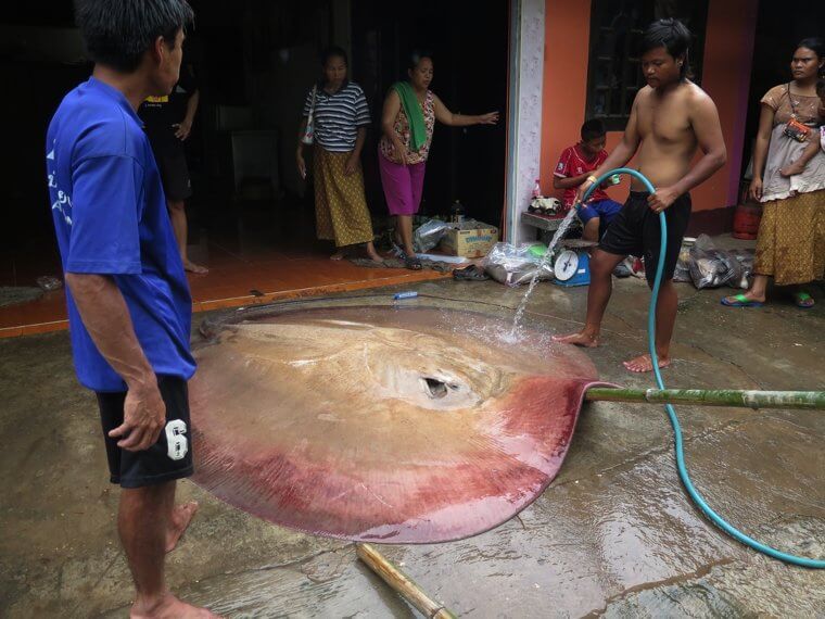 Imagine Randomly Encountering This Giant Stingray