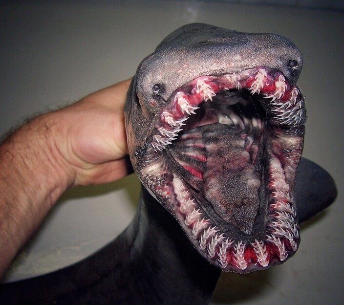 A Terrifying Fish