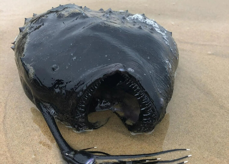 A Beachgoer Stumbled Across This Rare Fish