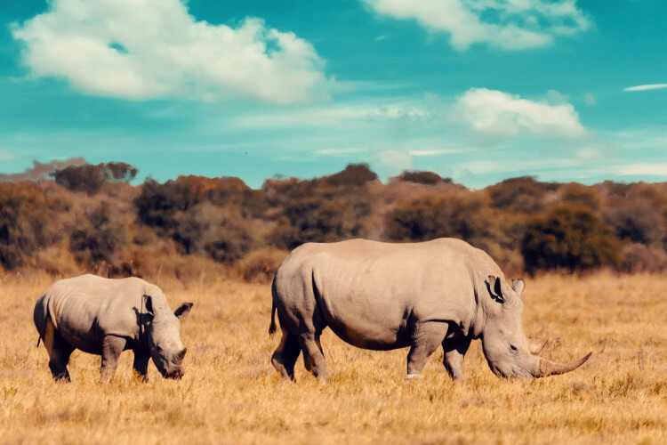 Rhinos