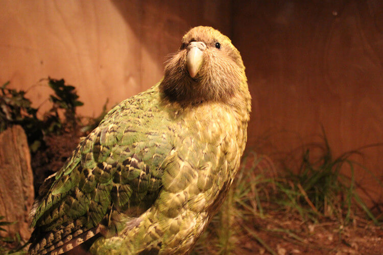 Kakapo