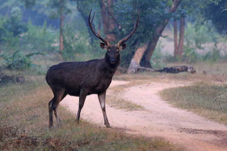 Saola