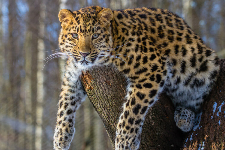 Amur Leopard