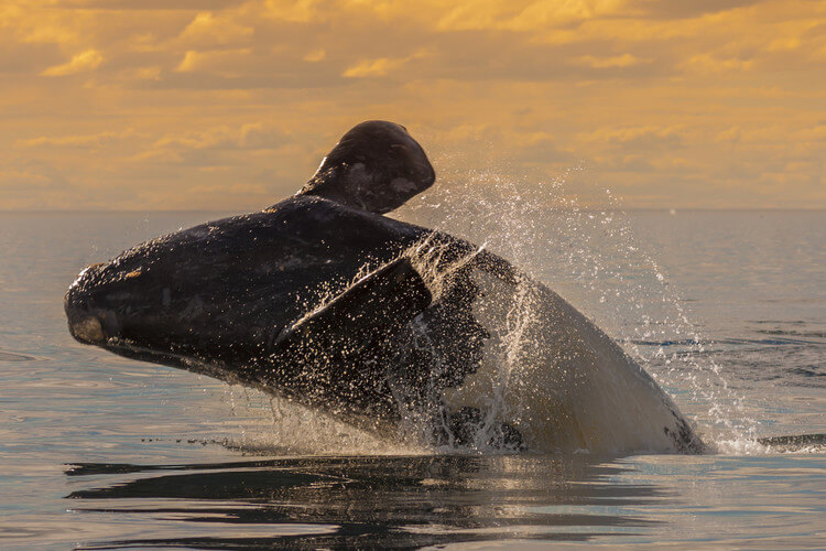 North Atlantic Right Whale