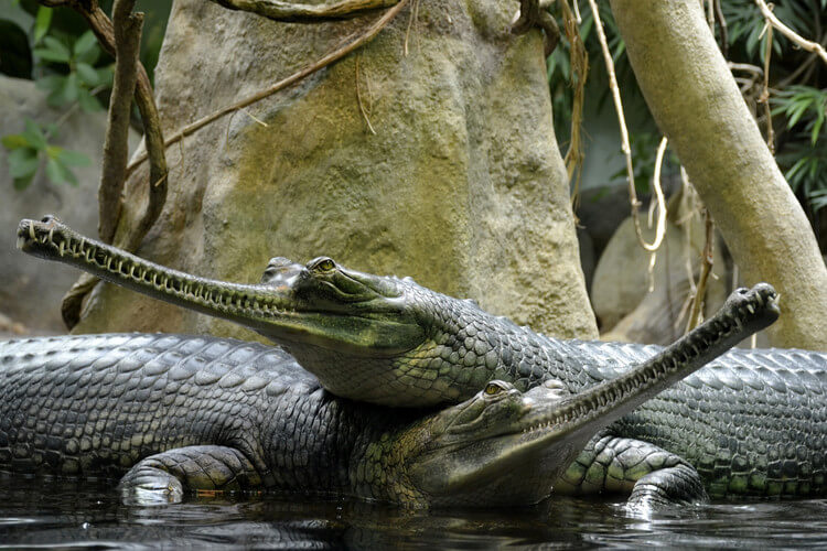 Gharial