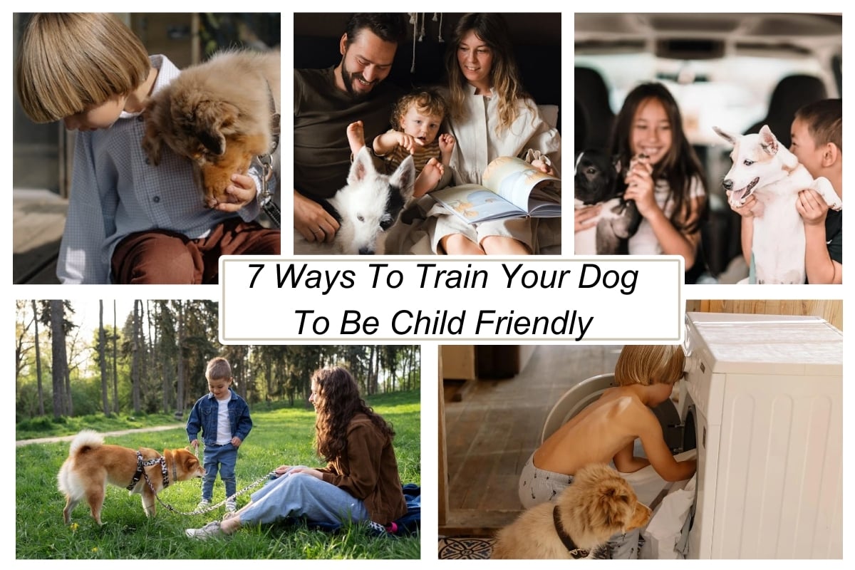 7 Ways To Train Your Dog To Be Child Friendly