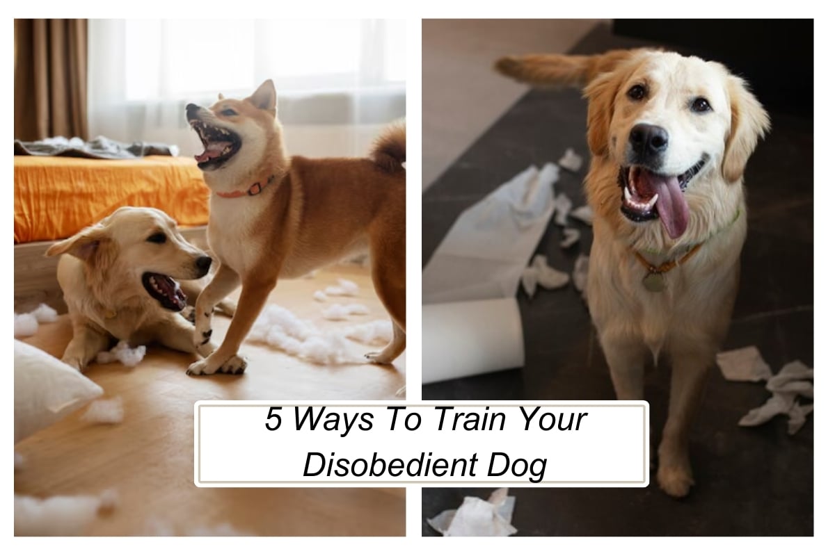 5 Ways To Train Your Disobedient Dog