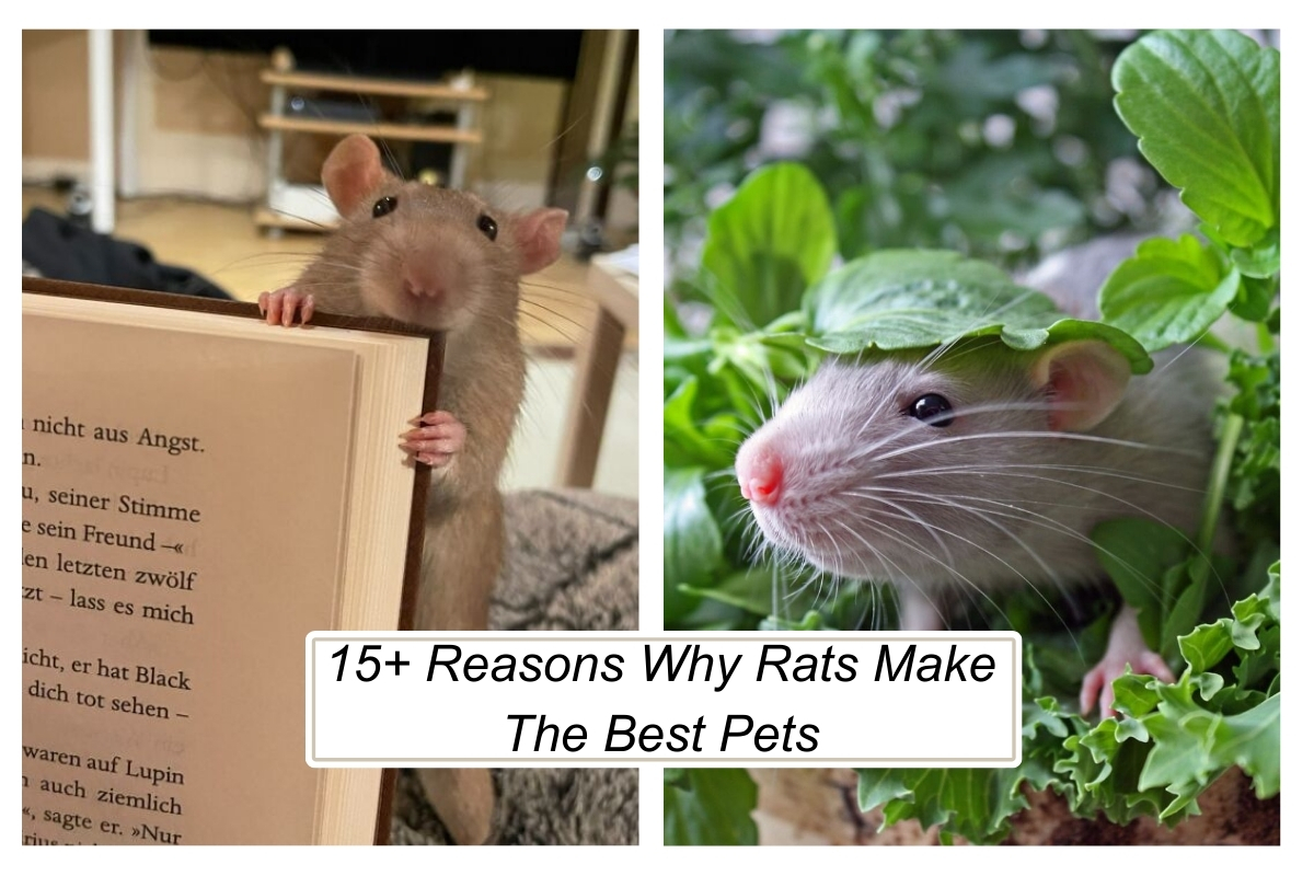 15+ Reasons Why Rats Make The Best Pets