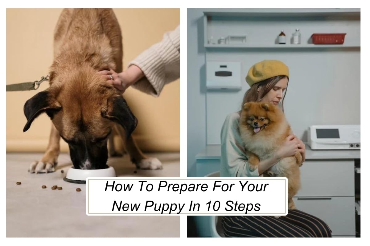 How To Prepare For Your New Puppy In 10 Steps