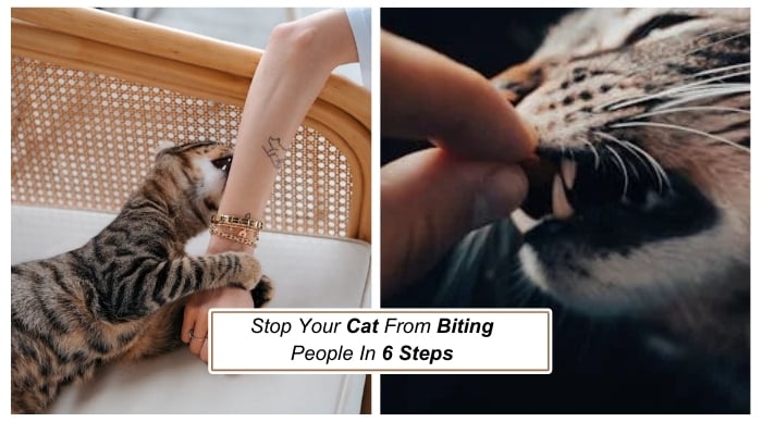 Stop Your Cat From Biting People In 6 Steps