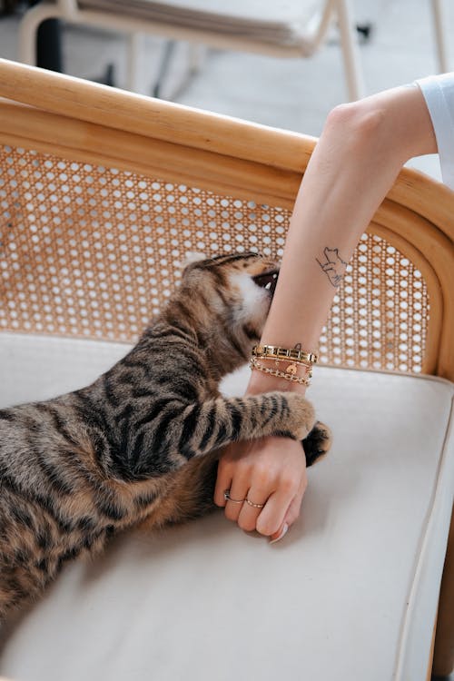 Free A person petting a cat on a chair Stock Photo