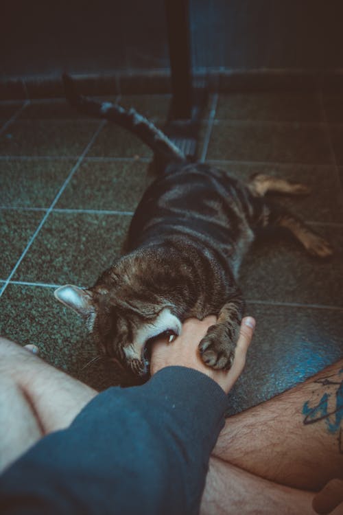 Free A tabby cat playfully biting a person's hand on a tiled floor. Stock Photo