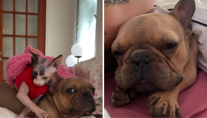 French Bulldog in Los Angeles Finds Healing to Sphynx Cat