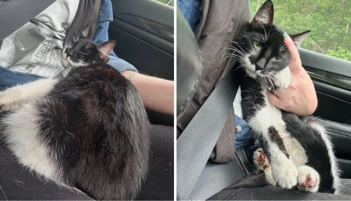 Stray Cat In New York Finds A Cozy Spot In Stranger’s Car And Refuses To Leave