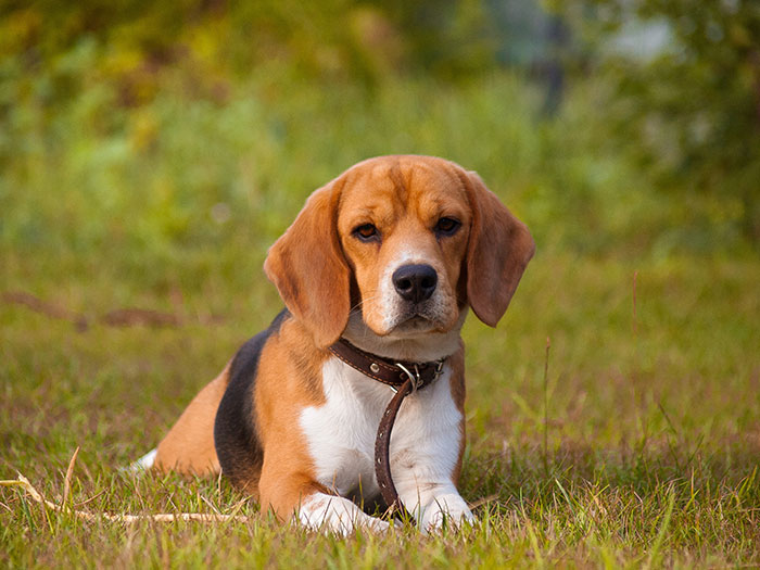 Beagle dog lying on grass, symbolizing woman adopts dog facing harassment over name, food, and vet changes.