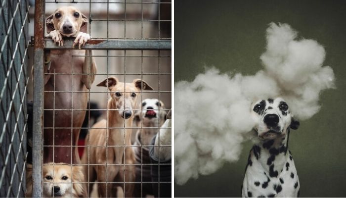 18 Remarkable Photos From The 2026 Dog Photography Awards That Will Make You Look Twice